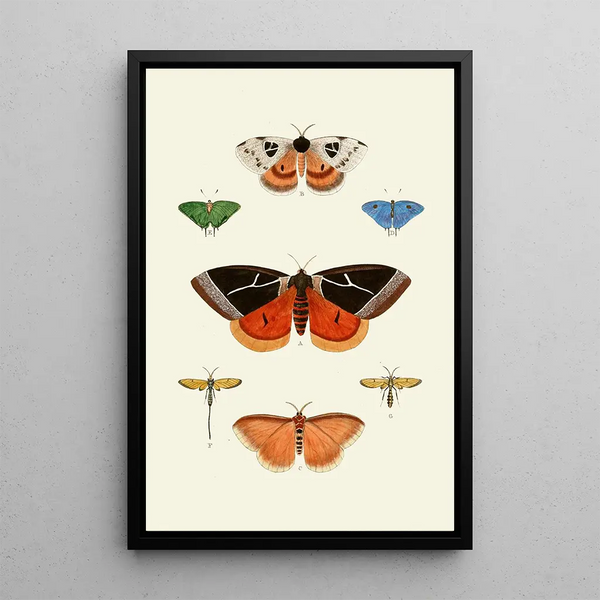 The exotic butterflies of the three continents Asia Africa and America pl04 - Pieter Cramer — framed artwork on a wall