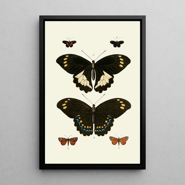 The exotic butterflies of the three continents Asia Africa and America pl07 - Pieter Cramer — framed artwork on a wall