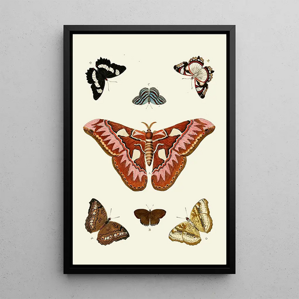 The exotic butterflies of the three continents Asia Africa and America pl08 - Pieter Cramer — framed artwork on a wall