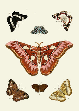 Pieter Cramer - De uitlandsche kapellen voorkomende in de drie waerelddeelen Asia Africa en America pl08.webp