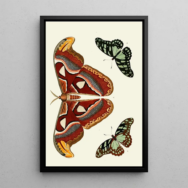 Les papillons exotiques des trois continents Asie Afrique et Amérique pl09 - Pieter Cramer — framed artwork on a wall