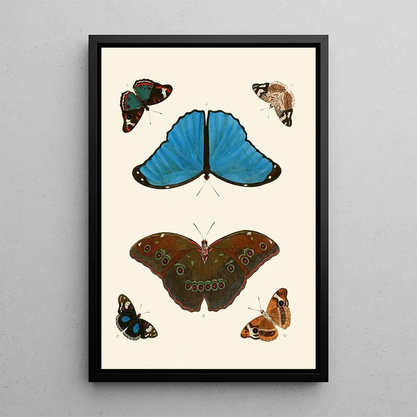 The exotic butterflies of the three continents Asia Africa and America pl21 - Pieter Cramer — framed artwork on a wall