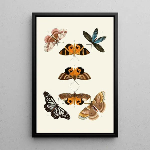 The exotic butterflies of the three continents Asia Africa and America pl30 - Pieter Cramer — framed artwork on a wall