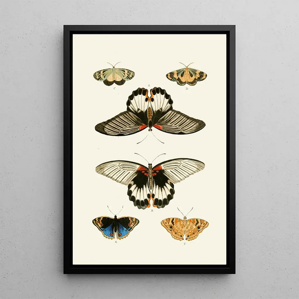 The exotic butterflies of the three continents Asia Africa and America pl32 - Pieter Cramer — framed artwork on a wall