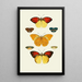 The exotic butterflies of the three continents Asia Africa and America pl36 - Pieter Cramer — framed artwork on a wall