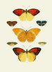 The exotic butterflies of the three continents Asia Africa and America pl36 - Pieter Cramer — artwork view
