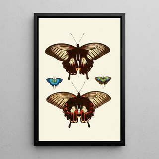 Pieter Cramer - De uitlandsche kapellen voorkomende in de drie waerelddeelen Asia Africa en America pl40.webp