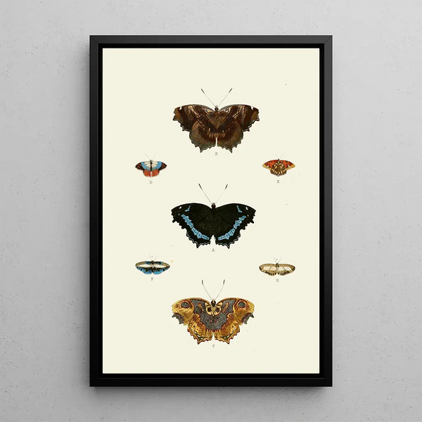 The exotic butterflies of the three continents Asia Africa and America pl47 - Pieter Cramer — framed artwork on a wall