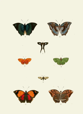 Pieter Cramer - De uitlandsche kapellen voorkomende in de drie waerelddeelen Asia Africa en America pl48.webp