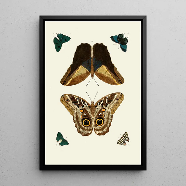 The exotic butterflies of the three continents Asia Africa and America pl51 - Pieter Cramer — framed artwork on a wall