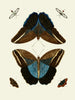 The Foreign Almoners Found in the Three Parts of the World Asia, Africa, and America pl52 - Pieter Cramer — artwork view