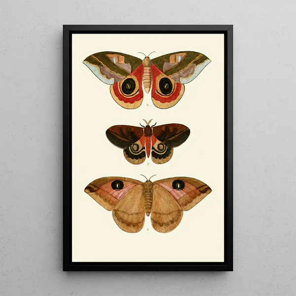 The exotic butterflies of the three continents Asia Africa and America pl64 - Pieter Cramer — framed artwork on a wall