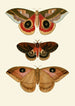 The exotic butterflies of the three continents Asia Africa and America pl64 - Pieter Cramer — artwork view