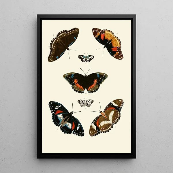 Les papillons exotiques des trois continents Asie Afrique et Amérique pl67 - Pieter Cramer — framed artwork on a wall
