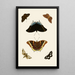 Les papillons exotiques des trois continents Asie Afrique et Amérique pl74 - Pieter Cramer — framed artwork on a wall
