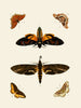 The Foreign Almoners Found in the Three Parts of the World: Asia, Africa, and America pl78 - Pieter Cramer — artwork view