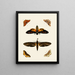 The Foreign Almoners Found in the Three Parts of the World: Asia, Africa, and America pl78 - Pieter Cramer — framed artwork on a wall
