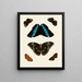Les chapelles étrangères présentes sur les trois continents Asie, Afrique et Amérique pl86 - Pieter Cramer — framed artwork on a wall