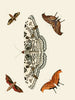 Les chapelles étrangères présentes sur les trois continents Asie, Afrique et Amérique pl87 - Pieter Cramer — artwork view