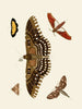 Les chapelles étrangères présentes sur les trois continents Asie, Afrique et Amérique pl88 - Pieter Cramer — artwork view