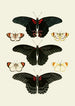 Les papillons exotiques des trois continents Asie Afrique et Amérique pl91 - Pieter Cramer — artwork view