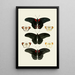 Les papillons exotiques des trois continents Asie Afrique et Amérique pl91 - Pieter Cramer — framed artwork on a wall