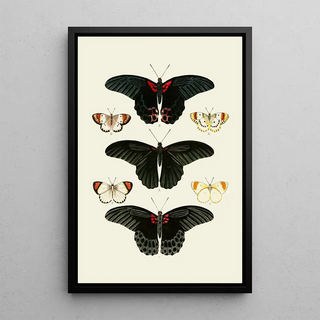 Pieter Cramer - De uitlandsche kapellen voorkomende in de drie waerelddeelen Asia Africa en America pl91.webp