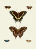 The exotic butterflies of the three continents Asia Africa and America pl93 - Pieter Cramer — artwork view
