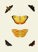 The exotic butterflies of the three continents Asia Africa and America pl94 - Pieter Cramer — artwork view
