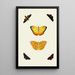 The exotic butterflies of the three continents Asia Africa and America pl94 - Pieter Cramer — framed artwork on a wall