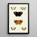The exotic butterflies of the three continents Asia Africa and America pl95 - Pieter Cramer — framed artwork on a wall