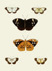 The exotic butterflies of the three continents Asia Africa and America pl95 - Pieter Cramer — artwork view
