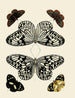 Butterflies from different countries present on the three continents Asia, Africa, and America pl001 - Pieter Cramer — artwork view