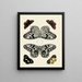 Butterflies from different countries present on the three continents Asia, Africa, and America pl001 - Pieter Cramer — framed artwork on a wall