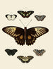 Butterflies from abroad present on the three continents Asia, Africa, and America pl002 - Pieter Cramer — artwork view