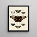 Butterflies from abroad present on the three continents Asia, Africa, and America pl002 - Pieter Cramer — framed artwork on a wall