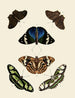 Butterflies from abroad present on the three continents Asia, Africa, and America pl004 - Pieter Cramer — artwork view