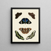 Butterflies from abroad present on the three continents Asia, Africa, and America pl004 - Pieter Cramer — framed artwork on a wall