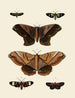 Butterflies from different countries present on the three continents Asia, Africa, and America pl005 - Pieter Cramer — artwork view