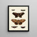 Butterflies from different countries present on the three continents Asia, Africa, and America pl005 - Pieter Cramer — framed artwork on a wall