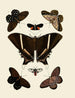 Butterflies from abroad present on the three continents Asia, Africa, and America pl006 - Pieter Cramer — artwork view