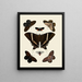 Butterflies from abroad present on the three continents Asia, Africa, and America pl006 - Pieter Cramer — framed artwork on a wall