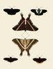 Butterflies from different countries present on the three continents Asia, Africa, and America pl007 - Pieter Cramer — artwork view