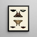 Butterflies from different countries present on the three continents Asia, Africa, and America pl007 - Pieter Cramer — framed artwork on a wall