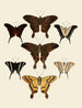 Butterflies from abroad present on the three continents Asia, Africa, and America pl008 - Pieter Cramer — artwork view