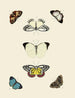 Butterflies from other countries present on the three continents Asia, Africa, and America pl009 - Pieter Cramer — artwork view