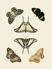 Butterflies from different countries present on the three continents Asia, Africa, and America pl010 - Pieter Cramer — artwork view