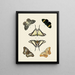Butterflies from different countries present on the three continents Asia, Africa, and America pl010 - Pieter Cramer — framed artwork on a wall