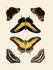 Butterflies from abroad present on the three continents Asia, Africa, and America pl011 - Pieter Cramer — artwork view