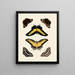 Butterflies from abroad present on the three continents Asia, Africa, and America pl011 - Pieter Cramer — framed artwork on a wall